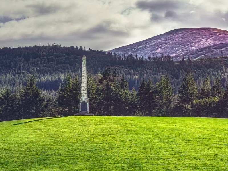 field of green grass