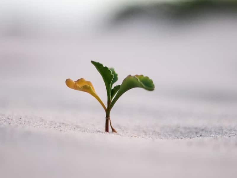 small plant in sand