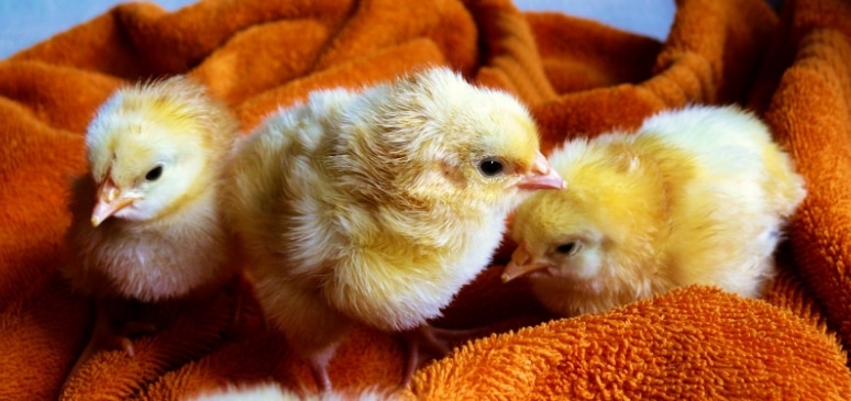 zain zaidi picture of chickens